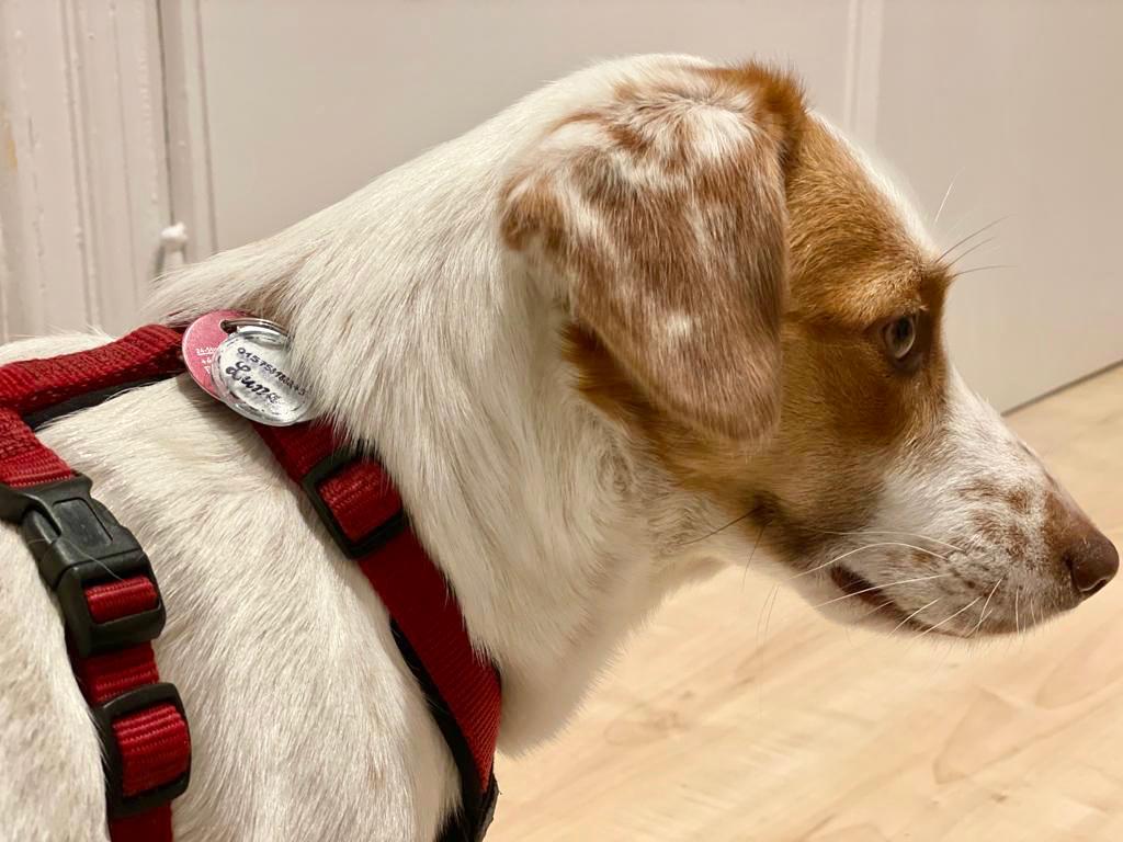 Hund Luna trägt an ihrem roten Hundegeschirr die neue selbstgemachte Hundemarke