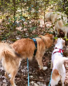 Zwei Hunde stehen im Wald und gucken einem dritten neugierig hinterher