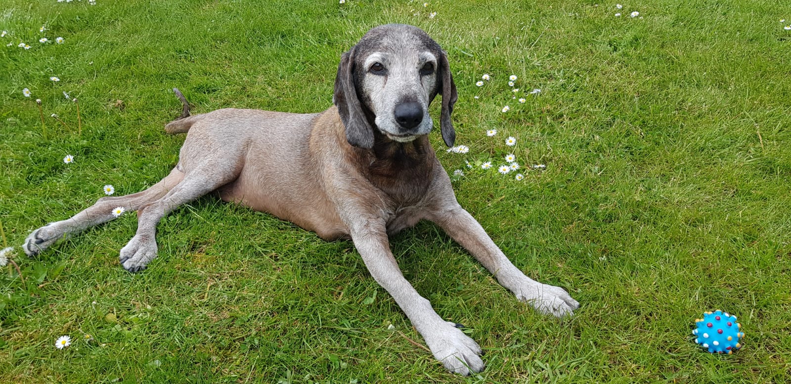 17 Jahre alter Hund der Rasse Bayerischer Gebirgsschweißhund liegt im Garten mit Ball 