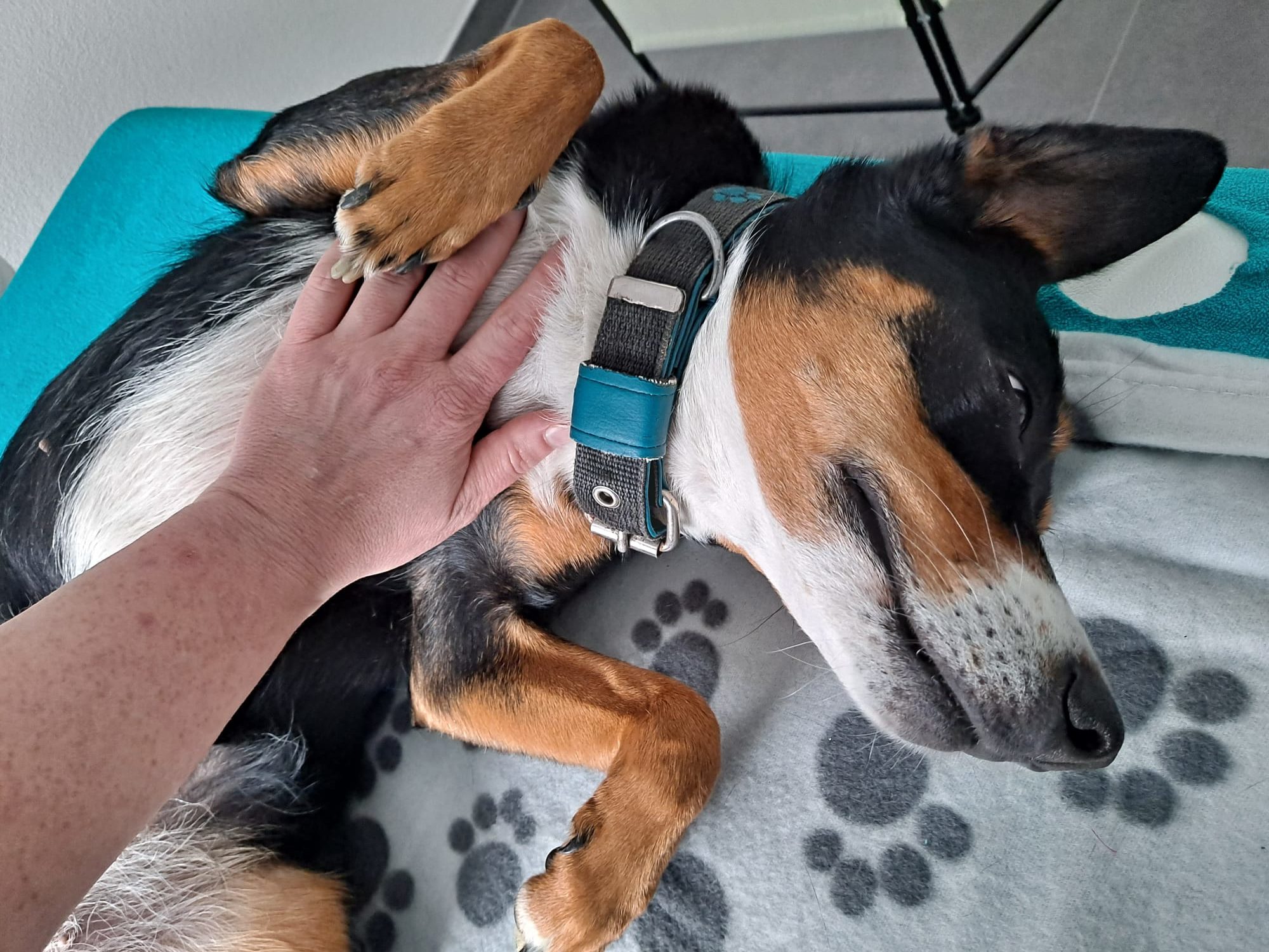 Hund genießt die Massage