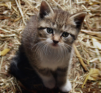 Kleine graue Katze sitzt im gelben Stroh und guckt dich an