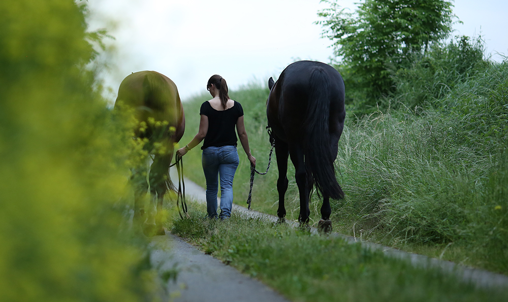Frau läuft mit zwei Pferden einen Grasweg entlang im Sommer