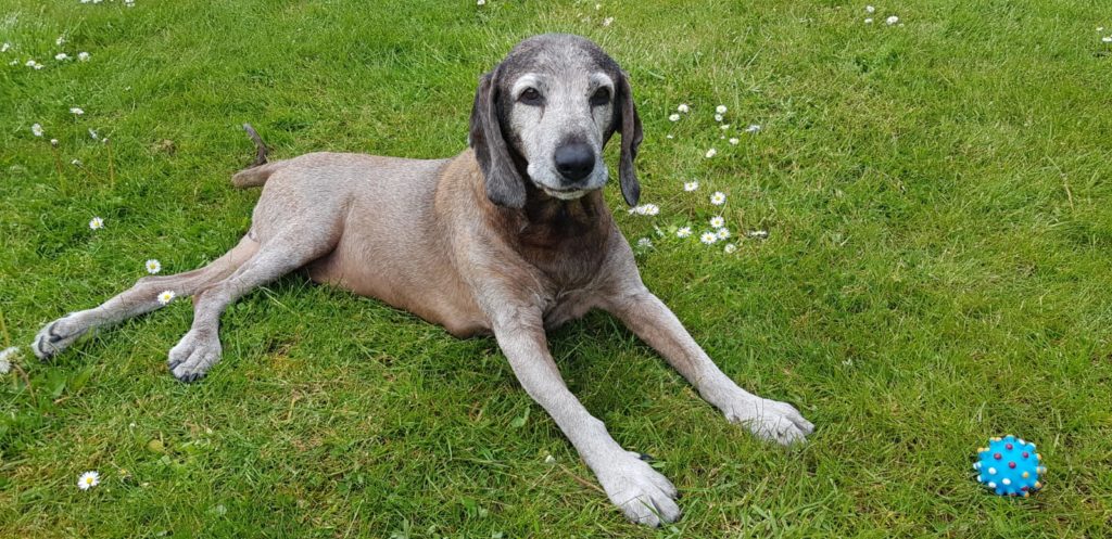 17 Jahre alter Hund der Rasse Bayerischer Gebirgsschweißhund liegt im Garten mit Ball