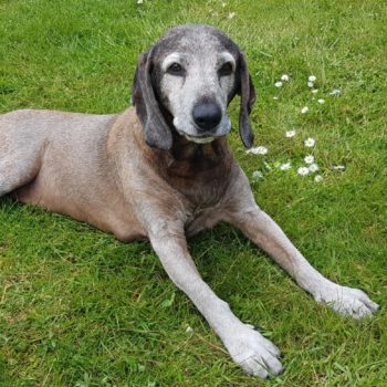 17 Jahre alter Hund der Rasse Bayerischer Gebirgsschweißhund liegt im Garten mit Ball